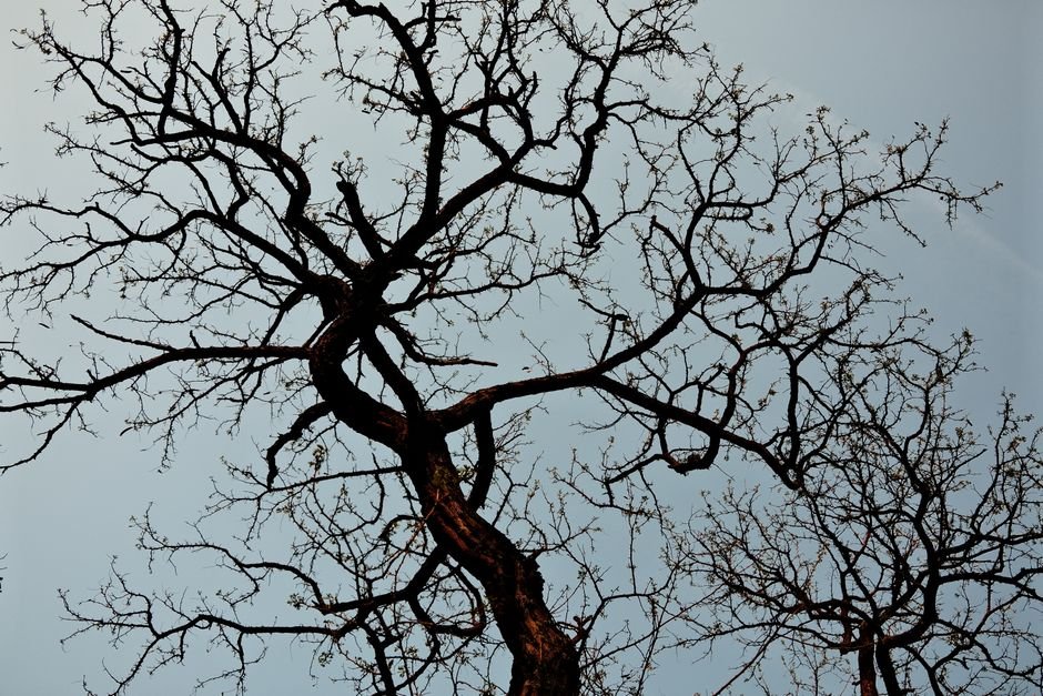Branches of leafless trees form intricate patterns against a clear sky, capturing serene winter beauty.